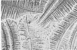 sluz przenikalny pod mikroskopem